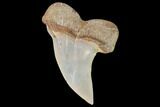Mako Shark Tooth Fossil - Sharktooth Hill, CA #94710-1